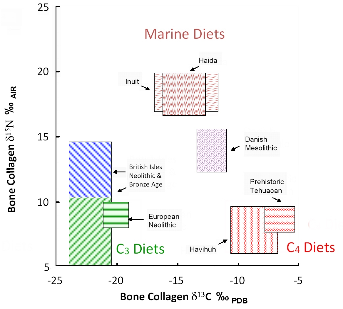 C N isotopes human health diet